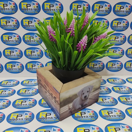 עציץ הכולל 4 תמונות מסביב 